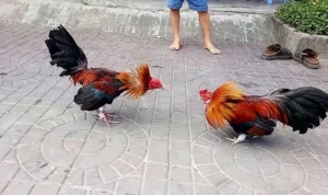 Đá Gà Sabong MMLive